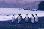 Pinguim  uma ave (famlia <em>Spheniscidae</em>) no voadora, caracterstica do hemisfrio Sul. Apesar da maior diversidade de pinguins se encontrar na Antrtida e regies polares, h tambm espcies que vivem nos trpicos como por exemplo nas Ilhas Galpagos. A morfologia dos pinguins reflete vrias adaptaes  vida no meio aqutico: o corpo  fusiforme; as asas atrofiadas desempenham a funo de barbatanas e as penas so impermeabilizadas atravs da secreo de leos. Os pinguins alimentam-se de pequenos peixes, krill e outras formas de vida marinha.  </br></br>  Palavras-chave: Pinguim. Aves. Antrtida. Gelo. Neve. 