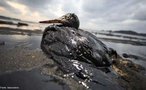 Exxon Valdez era o nome de um petroleiro da empresa Exxon corp. Em 24 de maro de 1989 este derramou cerca de 50.000 m a 150.000 m de crude. Em consequncia do derramamento, milhares de animais morreram nos meses seguintes. De acordo com as estimativas: 250.000 pssaros marinhos, 2.800 lontras marinhas, 250 guias, 22 orcas, e bilhes de ovos de salmo.  </br></br>  Palavras-chave: Derramamento de Petrleo. Alasca. Grude. Poluio. Morte de Animais. 
