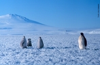 O pinguim  a ave caracterstica da regio Antrtida, habita em numerosos bandos as ilhas e o continente, onde formam colnias. As aves mais comuns so os pinguins, os albatrozes e os petris. </br></br> Palavras-chave: Pinguins. Aves. Fauna. Neve. Frio. 