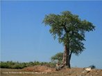 Os baobs so nativos da ilha de Madagascar, do continente africano e da Austrlia.O baob  a rvore nacional de Madagascar e o emblema nacional do Senegal. Ele chega a alcanar alturas de 5 a 25m (excepcionalmente 30m), e at 7m de dimetro do tronco (excepcionalmente 11m). Destaca-se pela capacidade de armazenamento de gua dentro do tronco, que pode alcanar at 120.000 litros. </br></br> Palavras-chave: Baob. frica. Senegal. rvore. Vegetao. Clima. 
