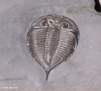 Os Trilobitas so artrpodes pr-histricos caractersticos do Paleozico, conhecidos apenas do registo fssil. O grupo, classificado na classe Trilobita da sub-classe Trilobitomorpha,  exclusivo de ambientes marinhos. </br></br> Palavras-chave: Trilobitas. Artrpodes Pr- Histricos. Paleozico. Eras Geolgicas. 