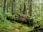Biomas: Florestas Temperadas