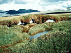 Biomas: Tundra