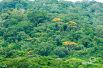 Vegetao: Floresta Amaznica