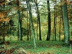 Biomas: Floresta Temperada