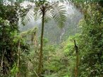 Biomas: Floresta Tropical