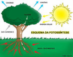 A palavra fotossntese significa sntese que usa luz. Pode-se definir como fotossntese a atividade vital que as plantas realizam em funo da luz solar, transformando a energia luminosa em energia qumica. Atravs da clorofila, composto presente nas folhas, a seiva bruta  transformada em seiva elaborada atravs do processo de fotossntese. A reao da fotossntese  baseada no processamento do dixido de carbono (CO2), gua (H2O) e sais minerais (xilema) em compostos orgnicos, produzindo oxignio gasoso (O2) e glicose (C6H12O6), compondo a seiva elaborada. </br></br> Palavras-chave: Fotossntese. Energia. Compostos Orgnicos. Meio ambiente.