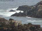 A foto mostra os lees marinhos em guas do Oceano Pacfico, em Valparaso, no Chile em 05/09/2010. </br></br> Palavras-chave: Lees Marinhos. Valparaso. Oceano Pacfico. Chile. Biodiversidade. Fauna. 