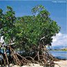 Os mangues ou manguezais so considerados ecossistemas costeiros, eles aparecem nas regies tropicais e subtropicais. Esse ecossistema  a transio entre os ambientes marinho e terrestre. </br></br> Palavras-chave: Ecossistema. Ambientes. Vegetao.