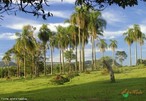Vegetao: Palmeira