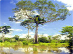 Vegetao do Pantanal