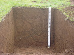 Nitossolos so solos profunsos (1 a 2 m) e bem drenados com bom potencial de utilizao. So predominantes em 15% do territrio paranaense, principalmente nas regies de rochas baslticas (norte, oeste e sudoeste do estado) e em relevos moderadamente declivosos.</br></br>No Paran, so, em sua maioria, de boa fertilidade, embora possam ocorrer em relevos mais acidentados que prejudicam a mecanizao dos solos ou aumentam o risco de eroso.</br></br>Palavras-chave: Solo. Nitossolo. Paran. Agricultura. Economia. Eroso. Rochas. Basalto. Relevo.  